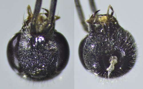 Dolichurus corniculus